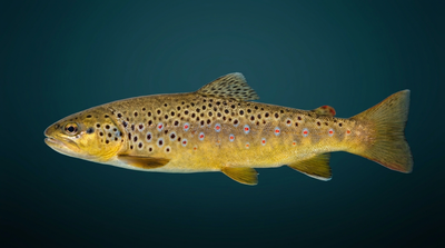 Brown Trout