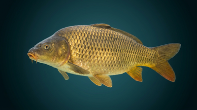 Common Carp