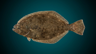 Summer Flounder (Fluke)