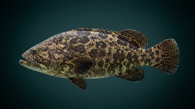 Goliath Grouper