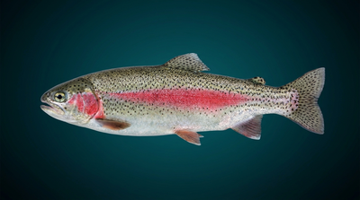 Rainbow Trout