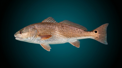 Red Drum (Redfish)