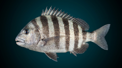 Sheepshead