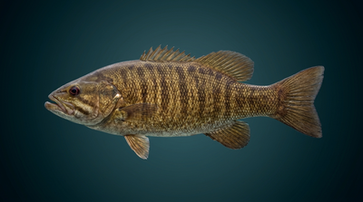 Smallmouth Bass
