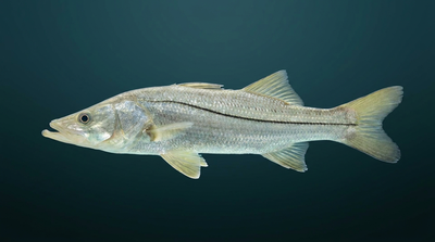 Snook