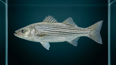 Striped Bass