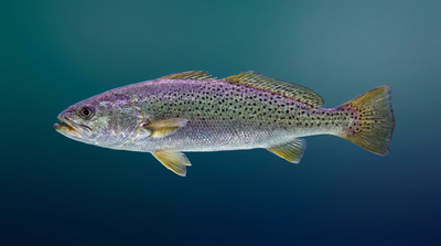 Weakfish