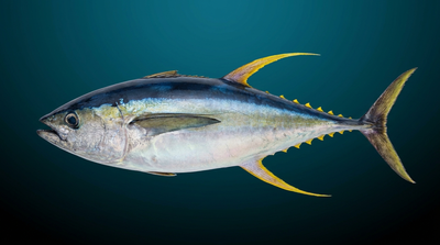 Yellowfin Tuna